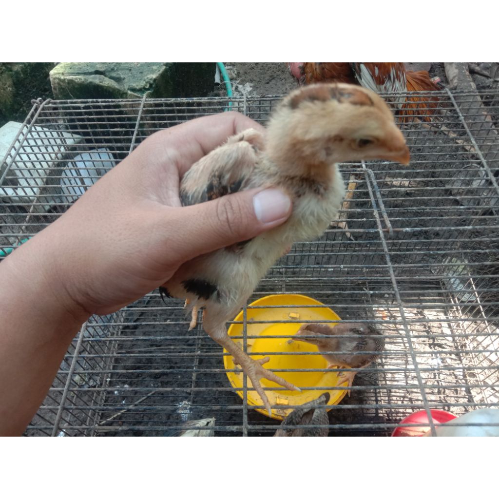 Anak Ayam Bangkok x Pama 1,5 bulan