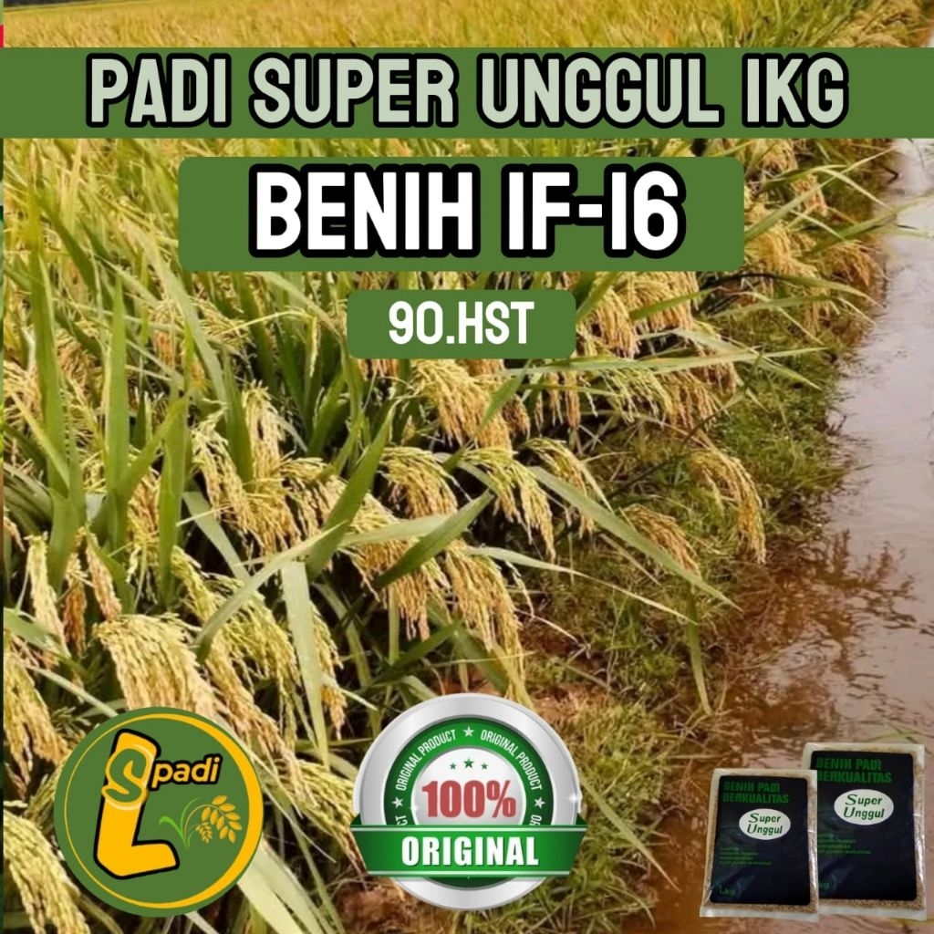 padi If_16 kualitas terbaik kemasan 1kg