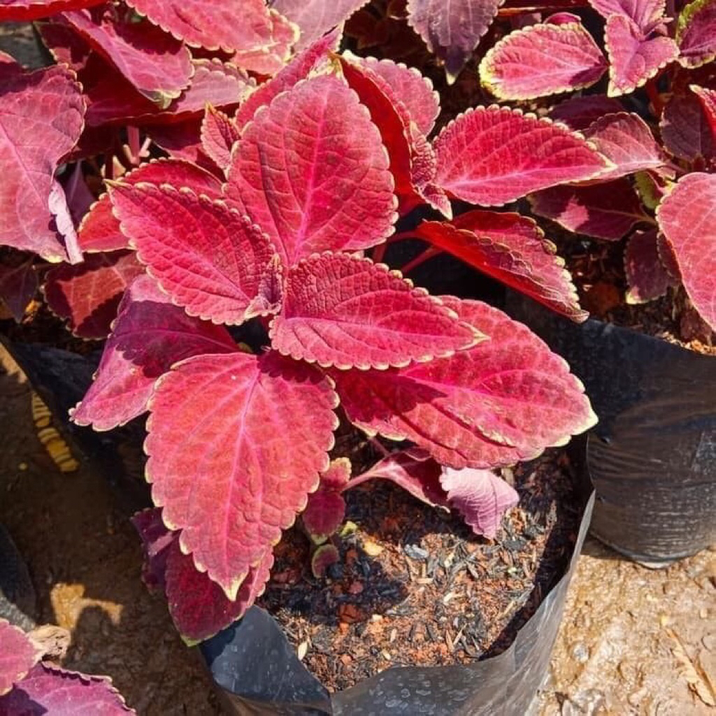 Tanaman Miana Merah Tanaman Miana Jawer Kotok Tanaman Miana Merah Rimbun Sudah Berakar