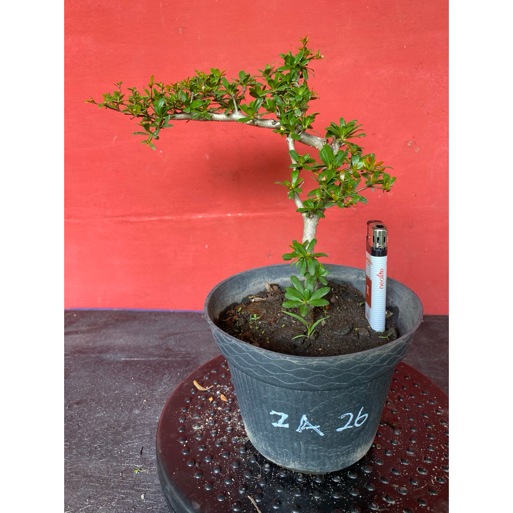 Bahan Bonsai Black OliveZA26