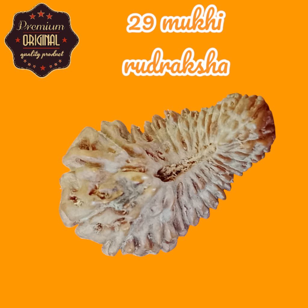 29 mukhi rudraksha size 20×12mm