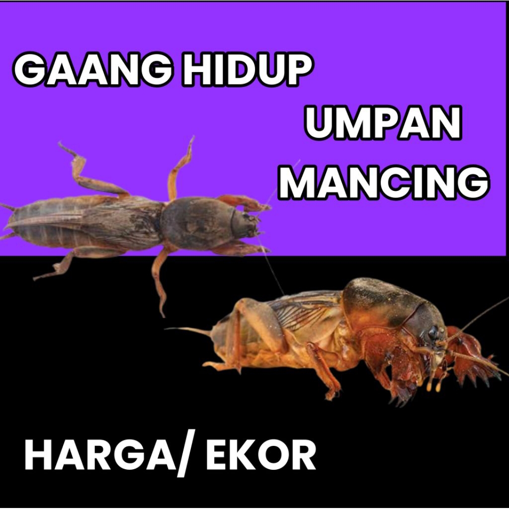 gaang orong orong umpan mancing pakan burung / ekor