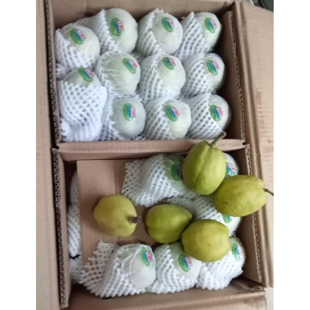 Indukbuah Buah Pir xiangli Pear xiang lie 1 dus ±7kg