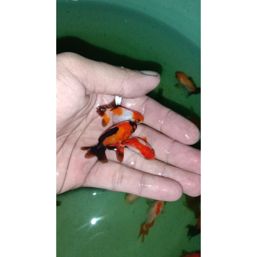 HIASAN-KOKI OST/ORANDA SHORT TAIL