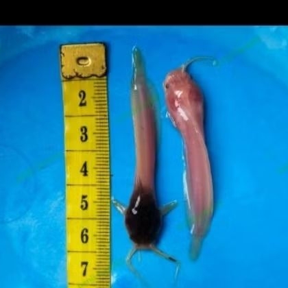 bibit ikan lele bule paket budidaya sehat berkualitas