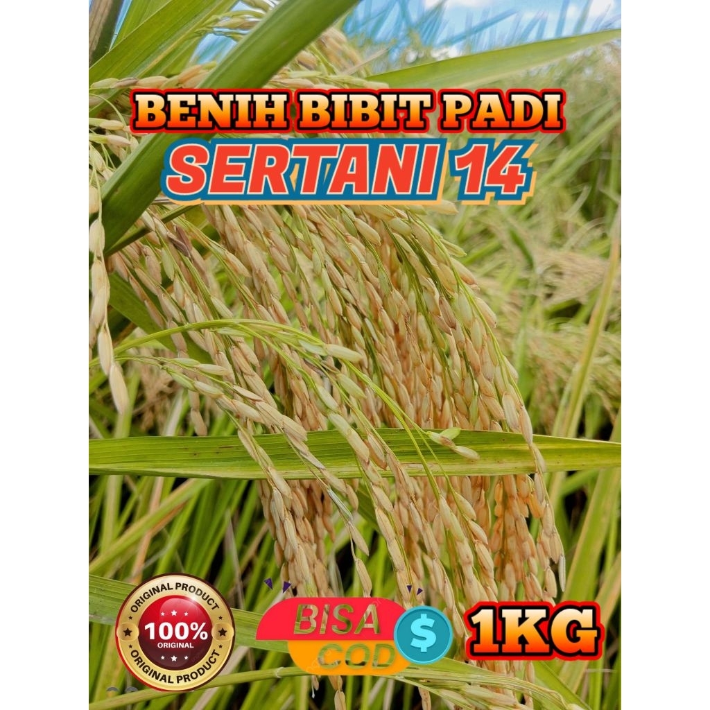 BENIH BIBIT PADI UNGGUL SERTANI 14 KEMASAN 1KG