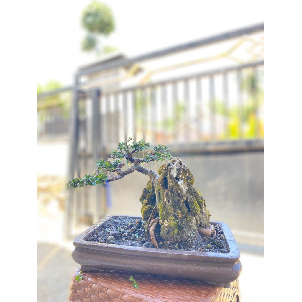 Bonsai Ulmus diatas batu siap pajang