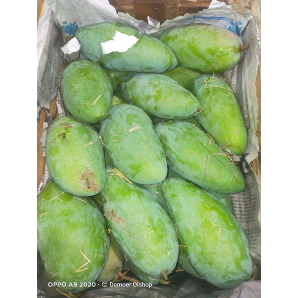 Mangga muda Kiojay Thailand Per buah - Mangga mengkel mengkal muda untuk rujak