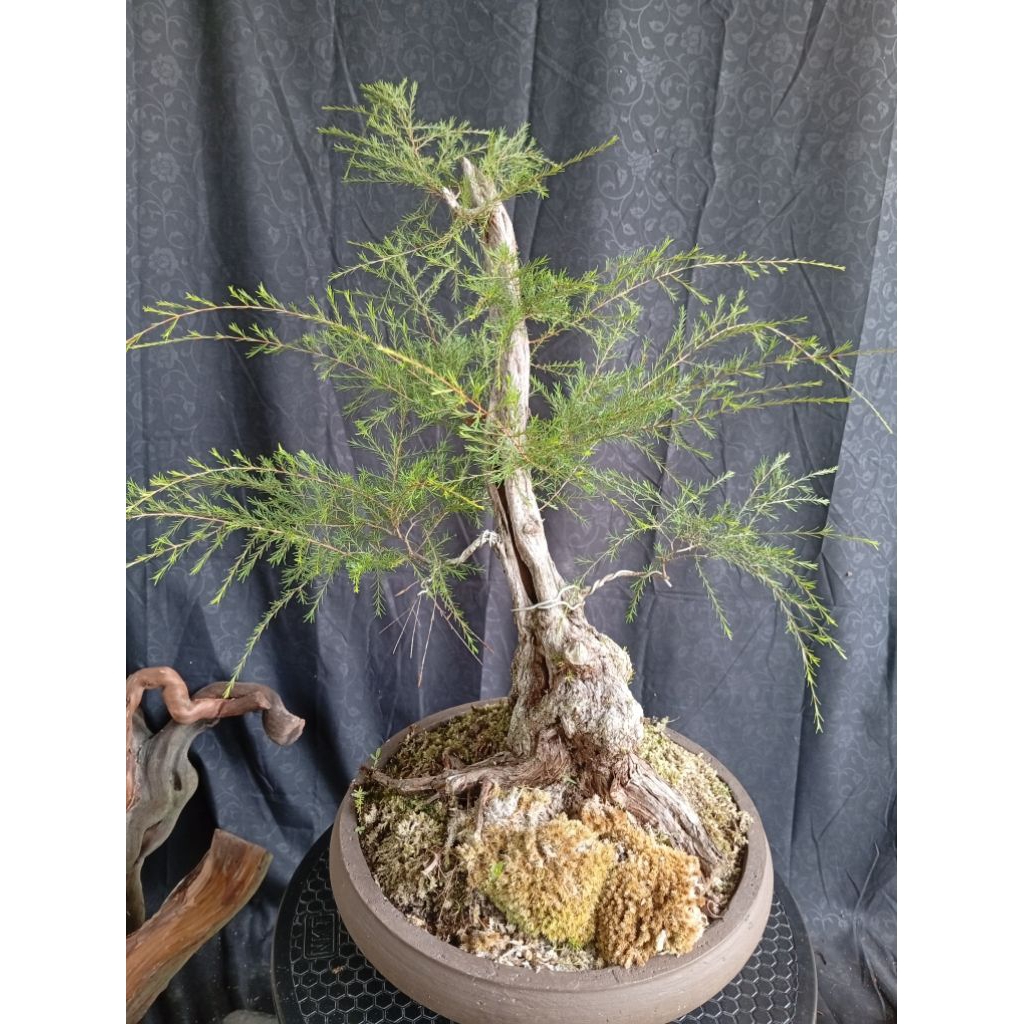 BAHAN BONSAI CUCUR ATAP / SAPU - SAPU ISTIMEWA