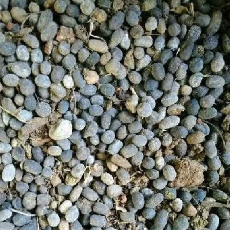 pupuk organik kohe srintil kambing 5kg