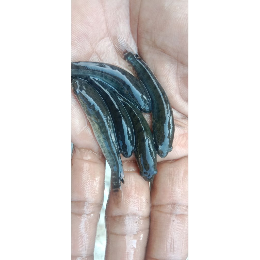paket 40 ekor bonus 3 bibit gabus ikan konsumsi size5-6cm