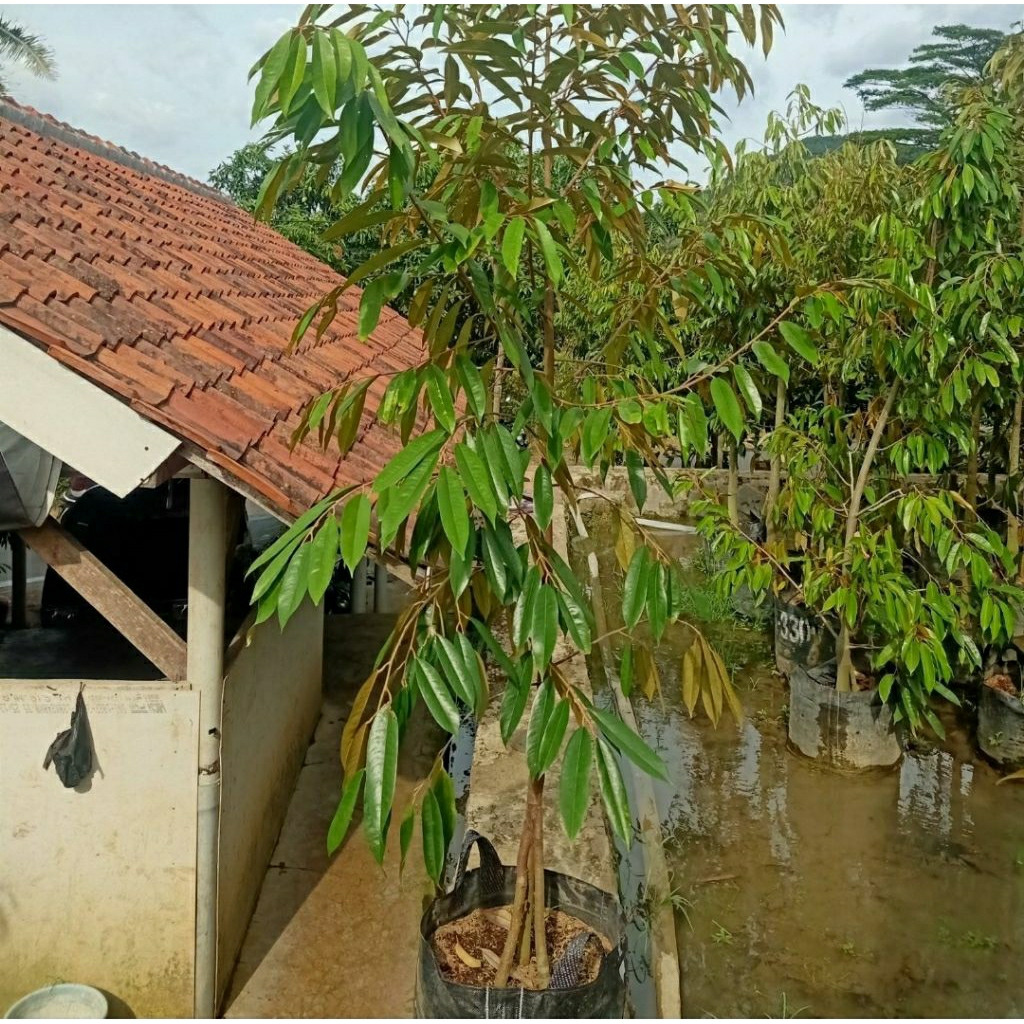bibit durian musang king kaki 3 batang besar
