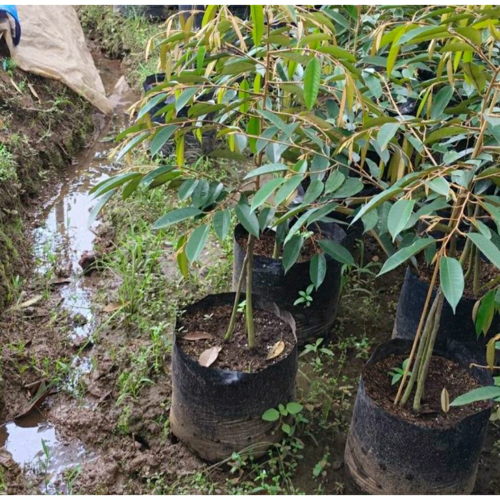 bibit durian bawor kaki 3 super