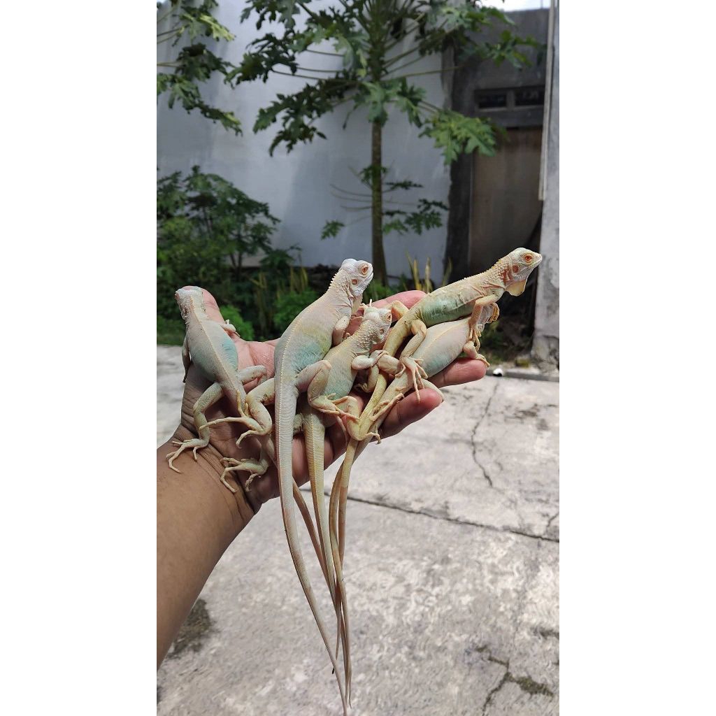 pelet pakan iguana snow