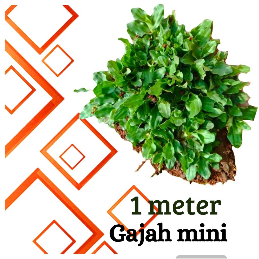 Rumput gajah mini ,1meter