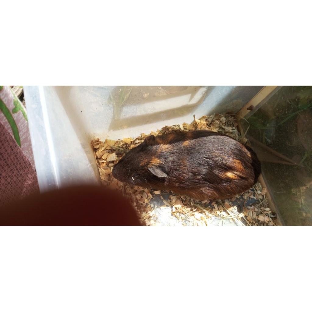 Marmut lokal jantan dewasa