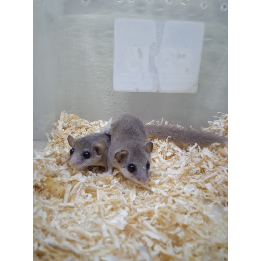 mainan african pygmy doemice grey indukan