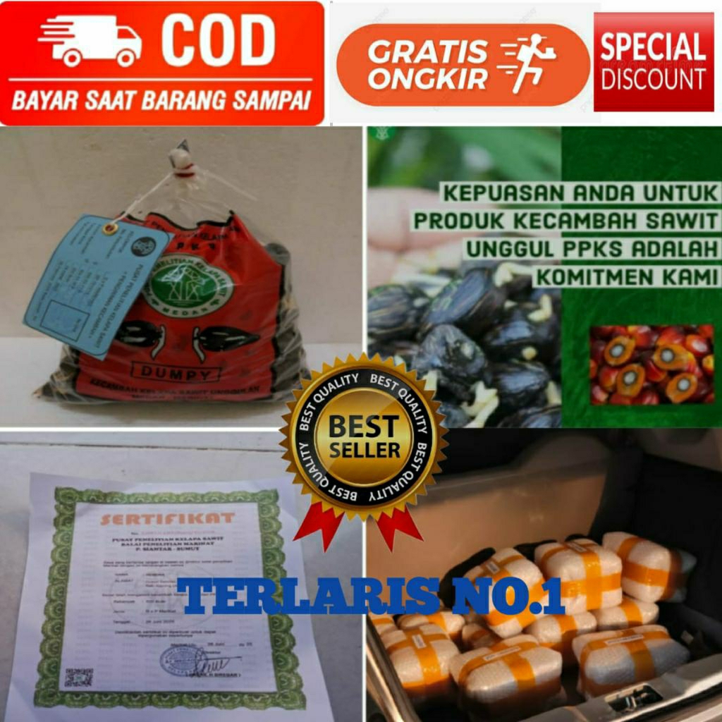 biji bibit kelapa sawit MARIHAT unggul asli isi 250 butir ber sertifikat