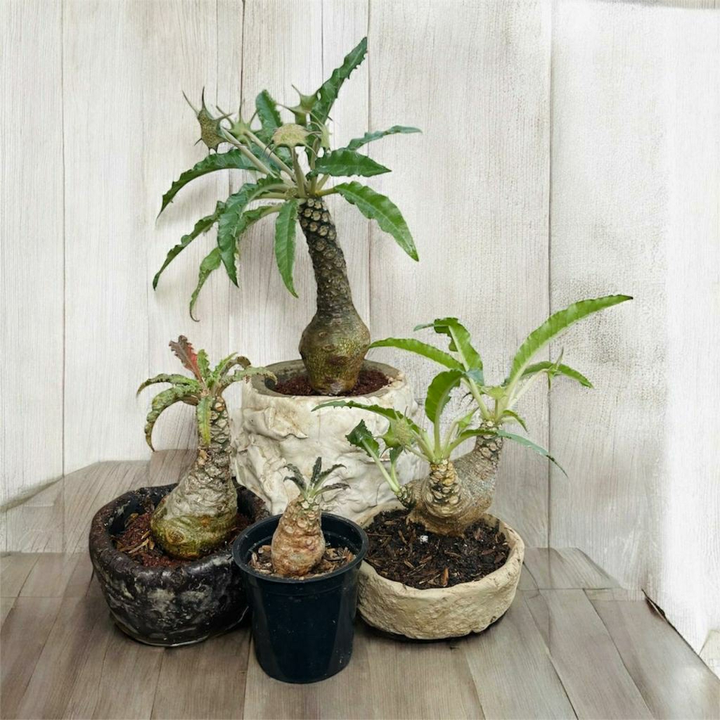 DORSTENIA CRISPA #dorstenia #tanamangurun #kaktus #sukulen