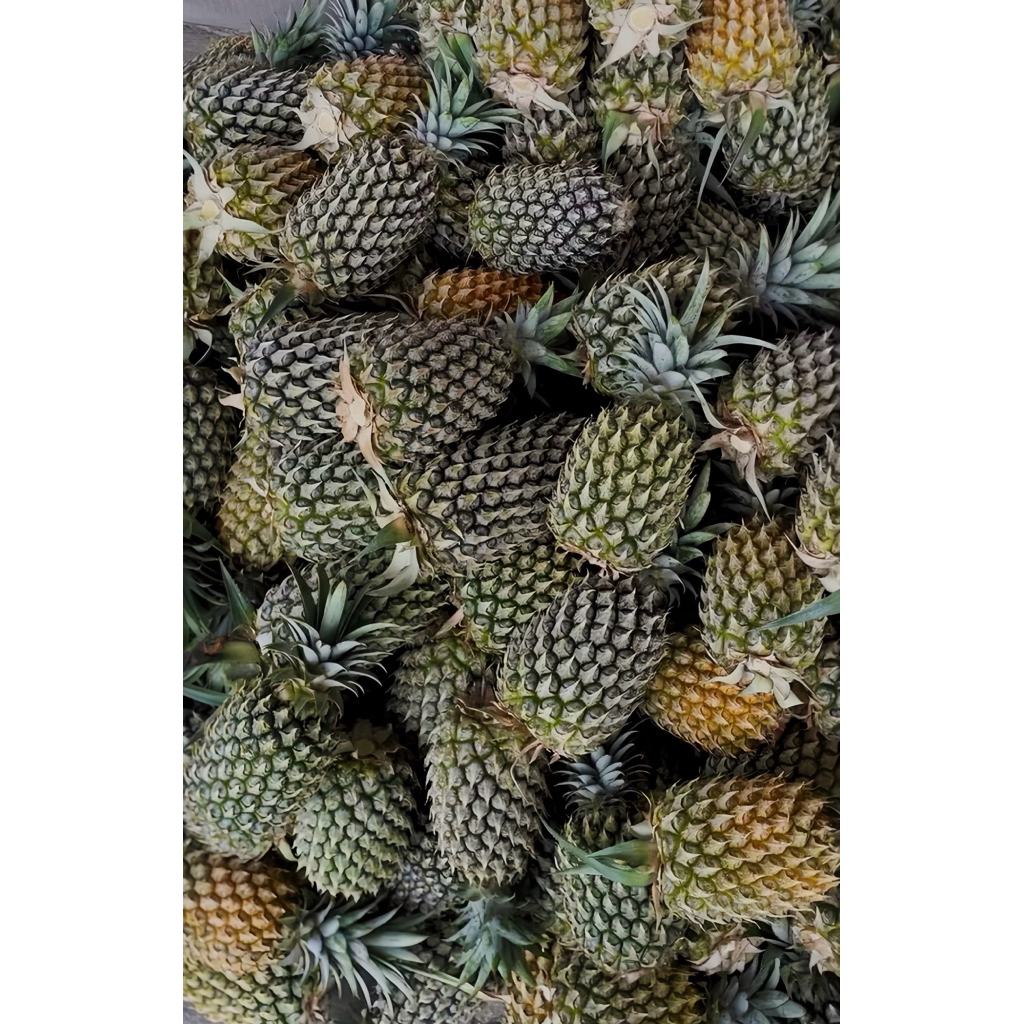 Nanas Kelud / Nanas Madu / Nanas Manis / Nanas Blitar