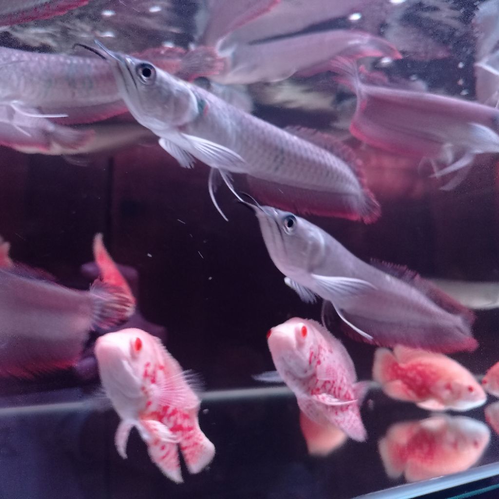 ARWANA SILVER RED BERGARANSI 30-35 CM