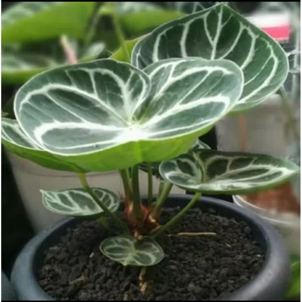 New  Bibit Anturium Dorayaki Silver/ Bibit Kuping Gajah Dorayaki Silver