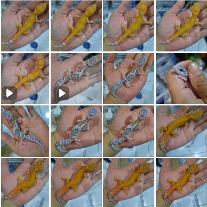 MURAH RANDOM BABY GECKO LEOPARD GARANSI SEHAT BUKAN MINUSAN  (free kalsium)