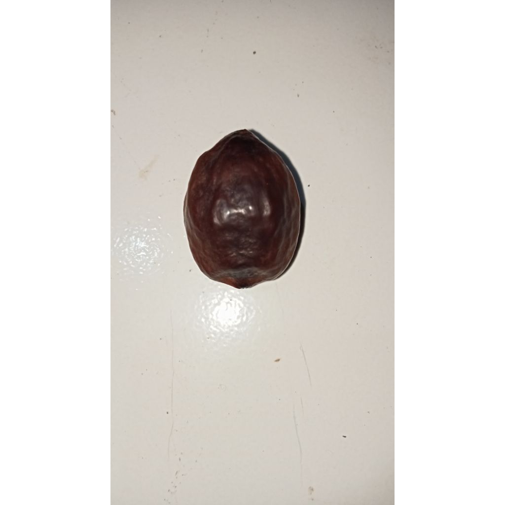 muncang jawa arin ( JAWA ARIN ) SUPER