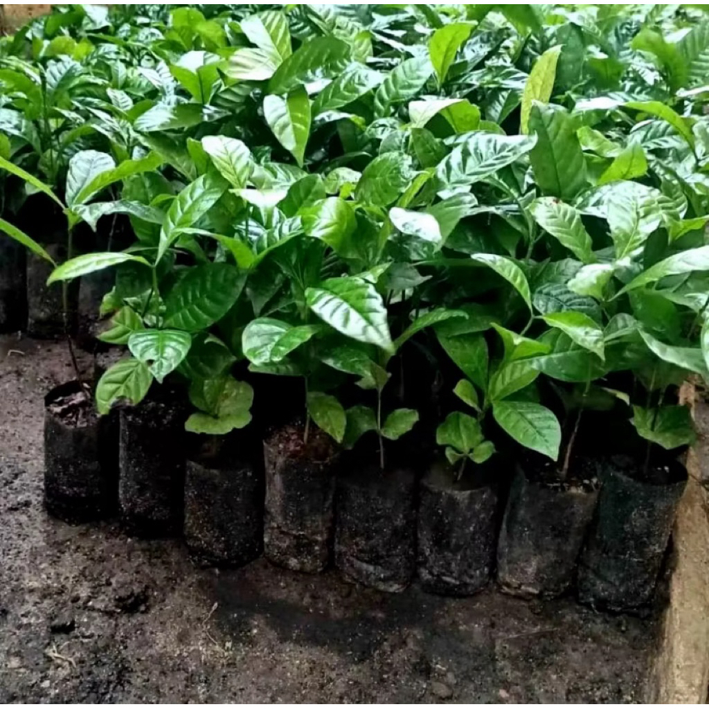 [PERBATANG] BIBIT KOPI ROBUSTA KLON BAGIO ARSYAD UNGGUL BERKUALITAS