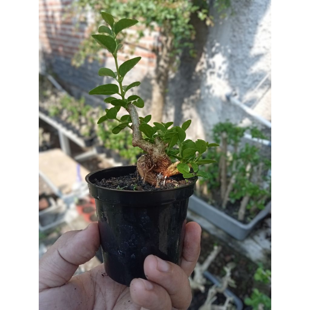 Bonsai Sancang mini