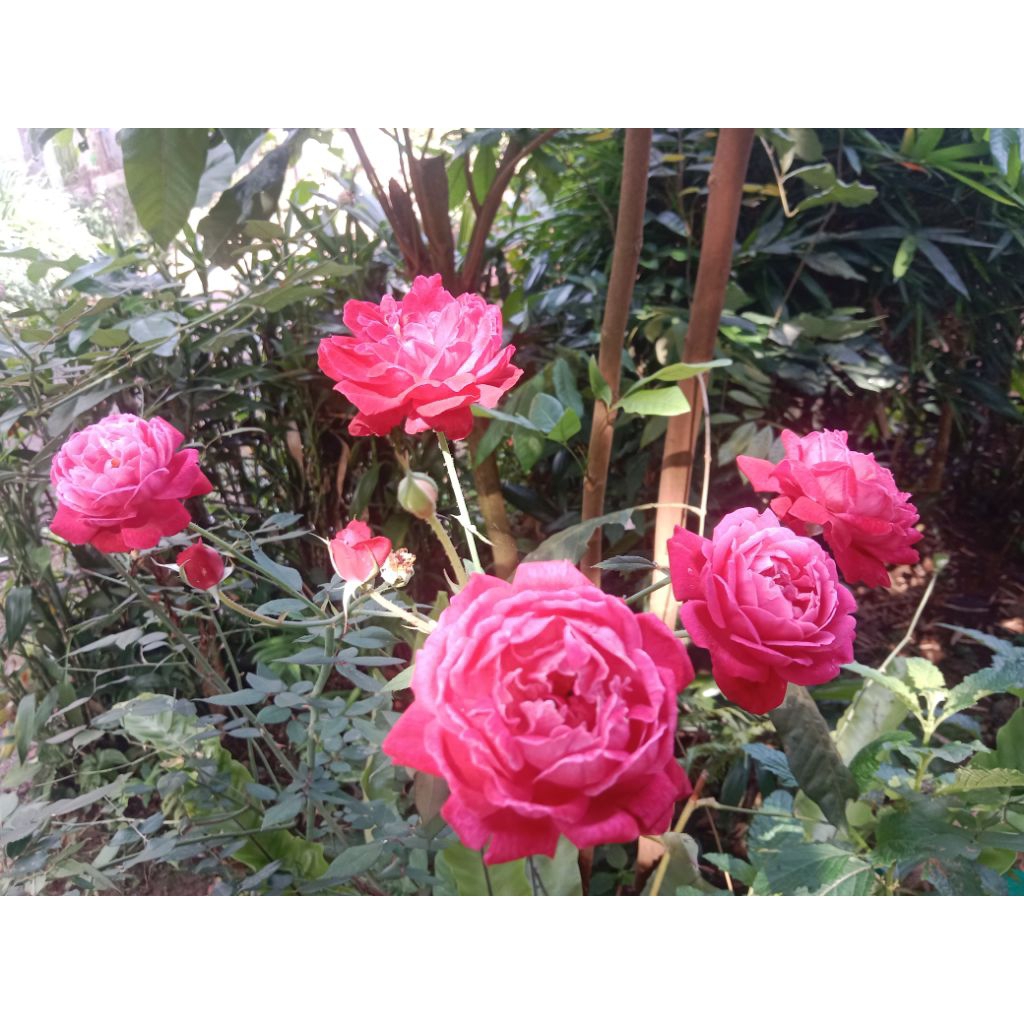 BibitTanaman BungaMawarMerah kampung