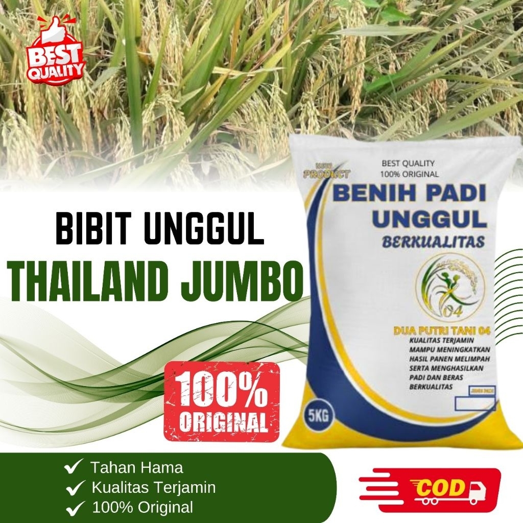 BIBIT PADI THAILAND JUMBO kemasan 5kg