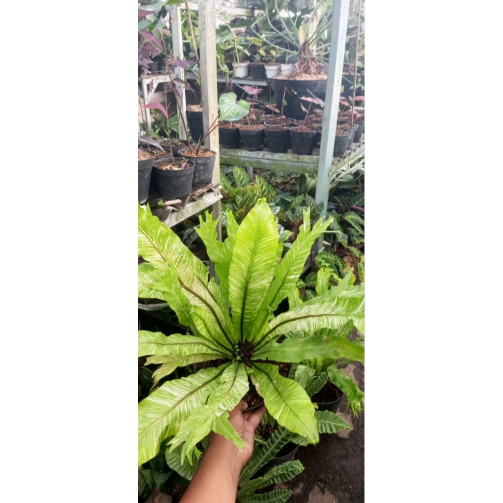 Tanaman Kadaka Variegata atau (Asplenium nidus 'Variegata').