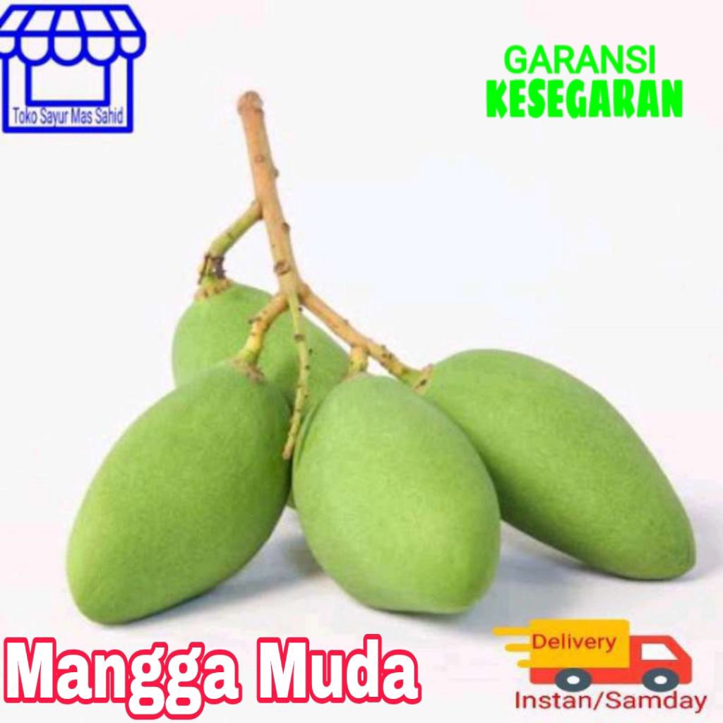 Mangga Muda Mangga Rujak Mangga Mentah Fresh