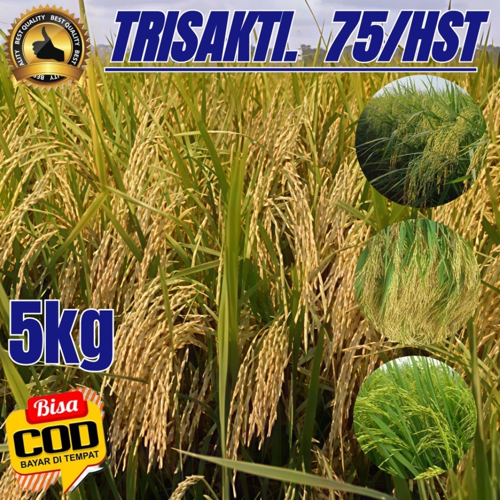 Bibit benih padi Trisakti 75 HST berkualitas unggul kemasan 5kg