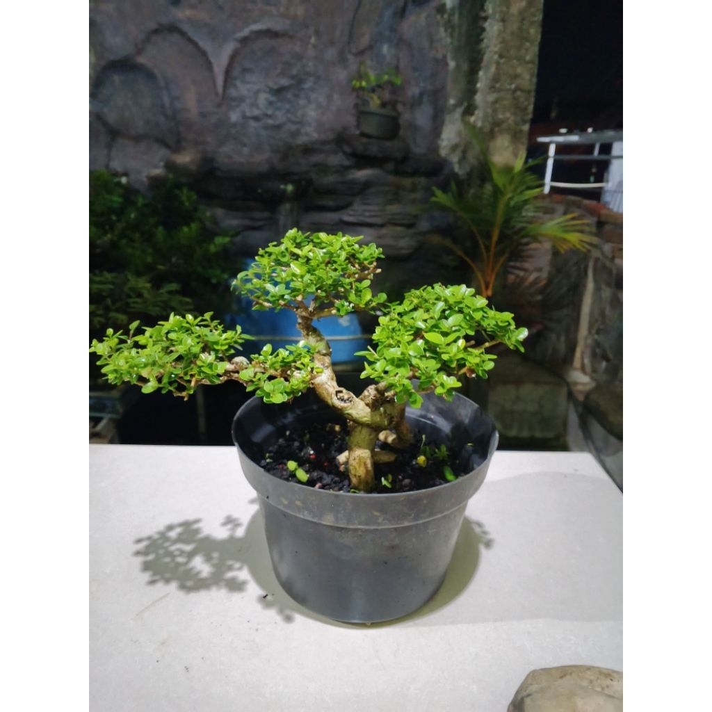 Bonsai Sancang prospek