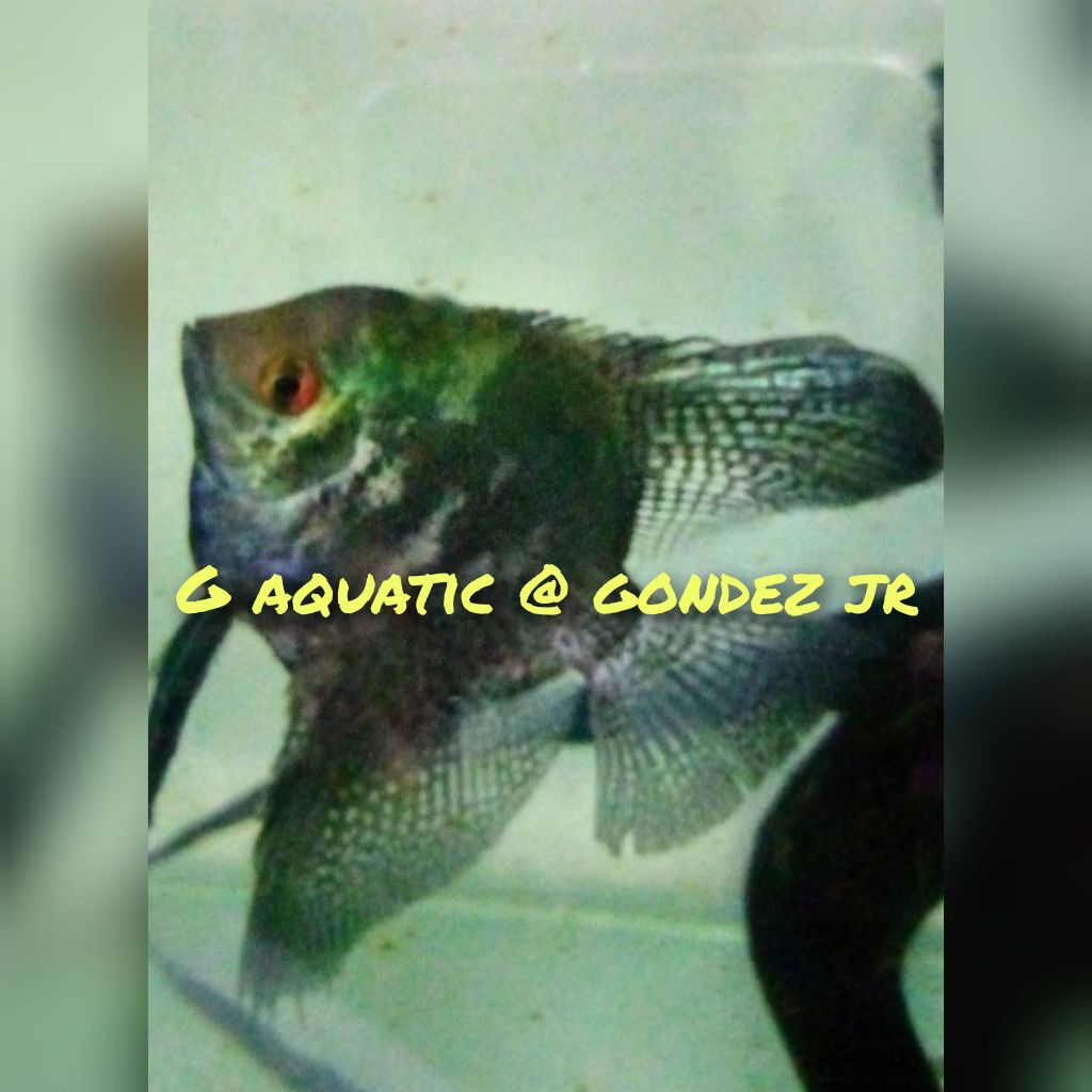 ikan manfish paraiba size XL