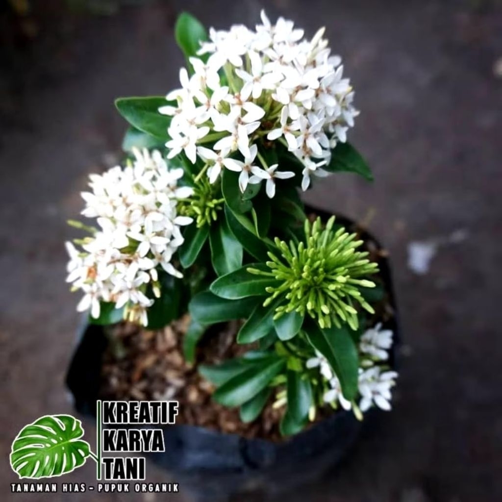 Tanaman asoka bunga putih - Soka jambon bunga putih - Asoka bunga putih