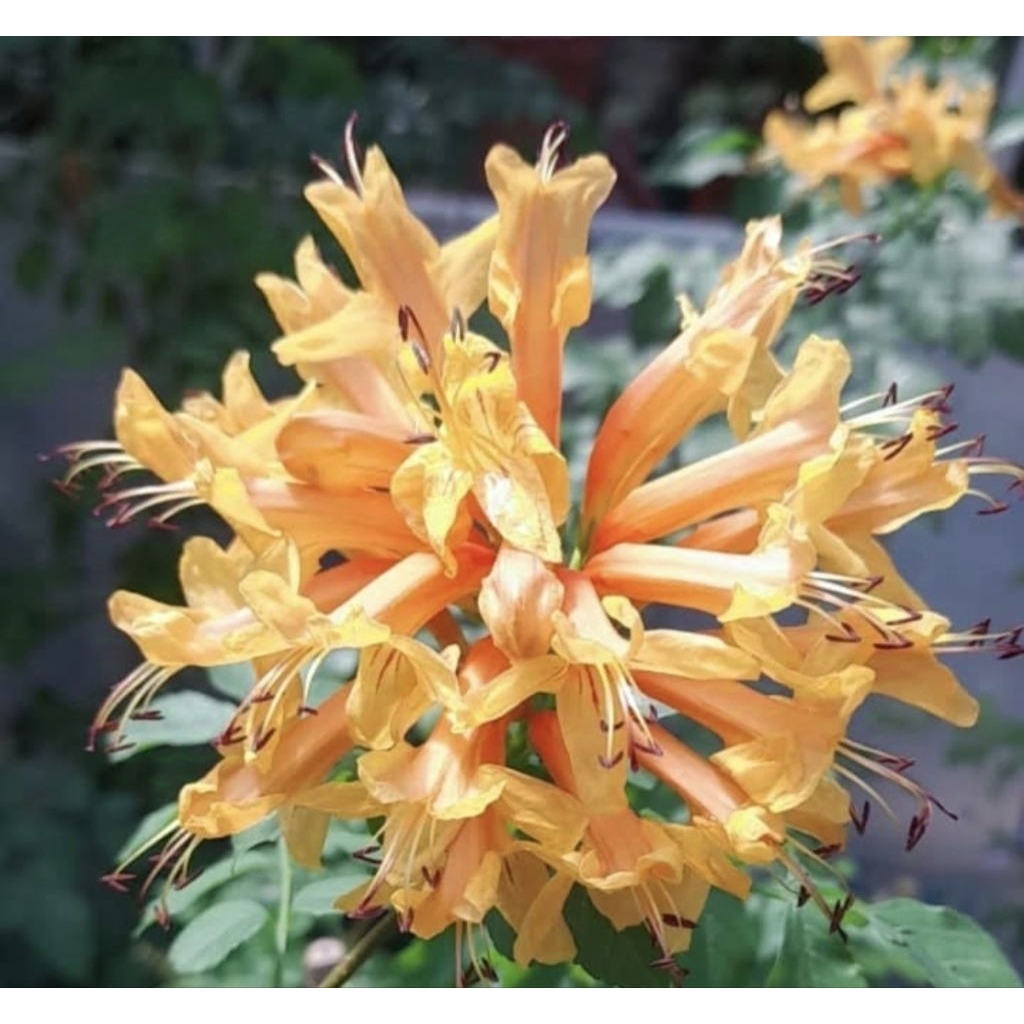 Tecoma capensis / tecoma teco maria tecomaria ceko maria cekomaria orange/ bibit tanaman hias bunga