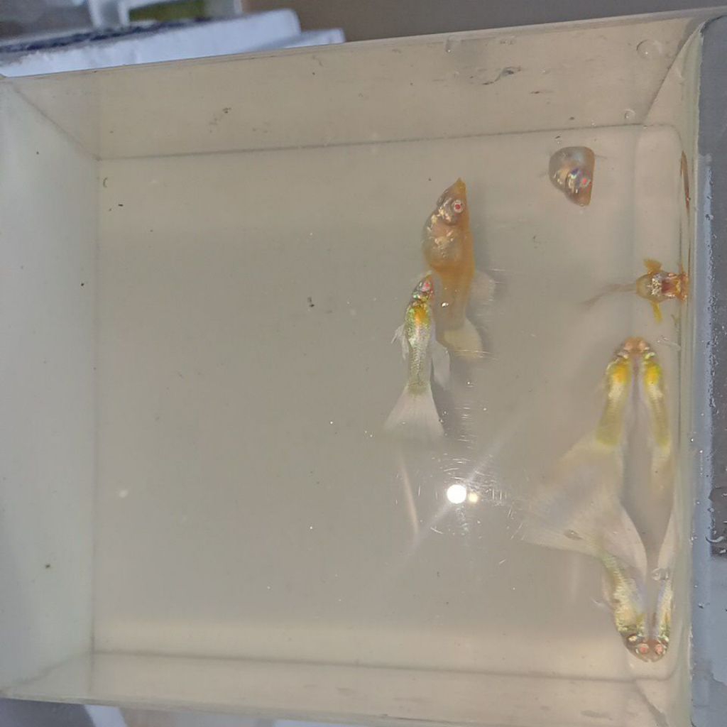 stiker guppy albino full platinum