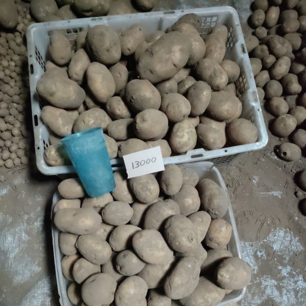 KENTANG ASLI TAWANGMANGU