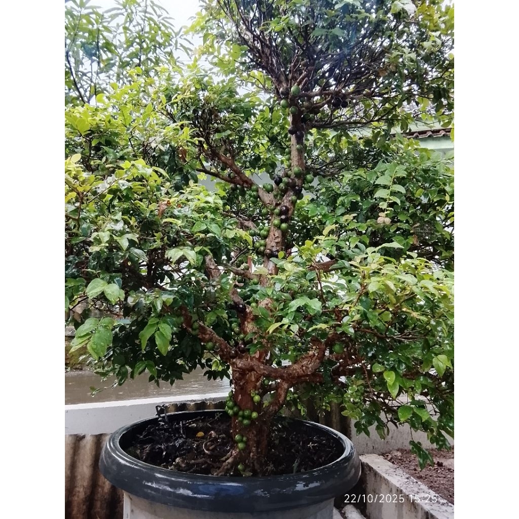 Bibit Anggur Brazil Sudah Berbuah Kualitas Unggulan