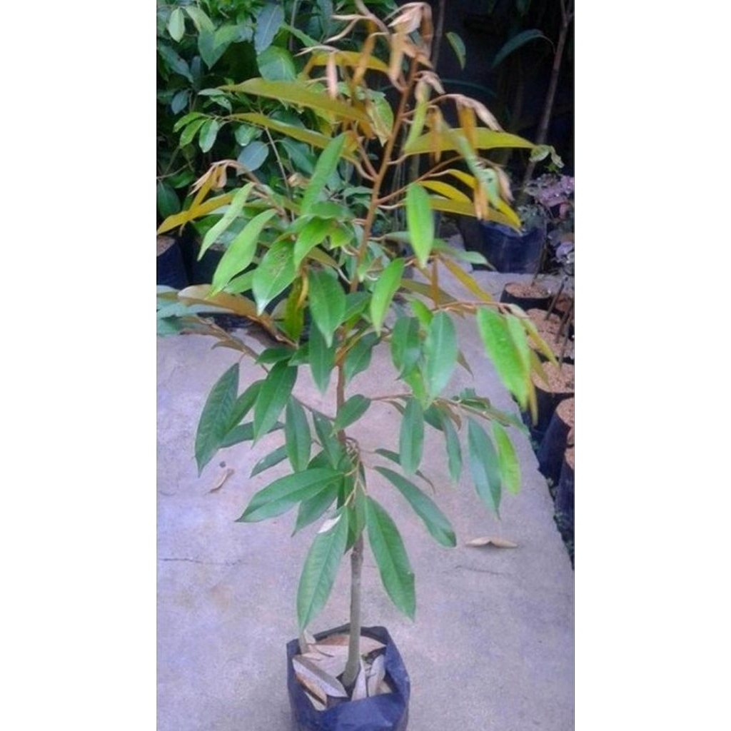 Bibit Durian Duri Hitam 1 Meter