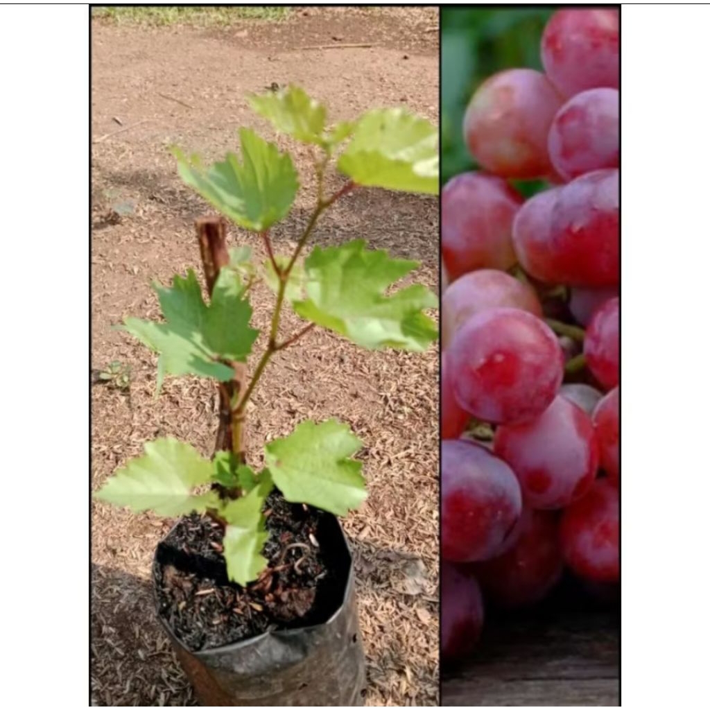 Tanaman pohon Anggur RED MASTER cepat berbuah