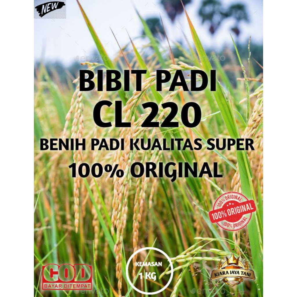 ( 1KG ) BIBIT PADI CL 220 , BENIH PADI KUALITAS SUPER 100% ORIGINAL