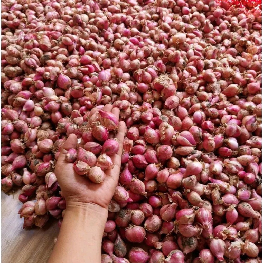Bawang merah dan bawang putih