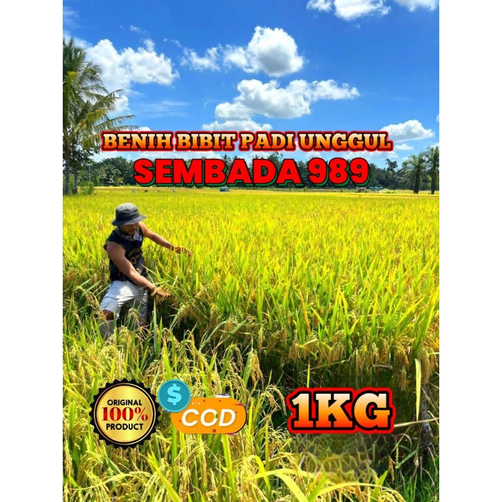 BENIH BIBIT PADI UNGGUL SEMBADA 989 KEMASAN 1KG