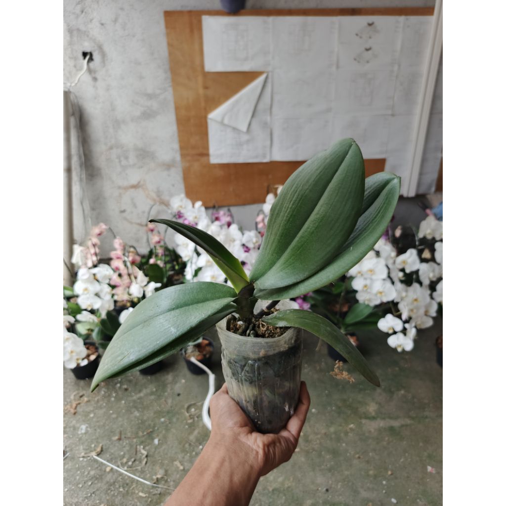 Anggrek bulan pasca bunga