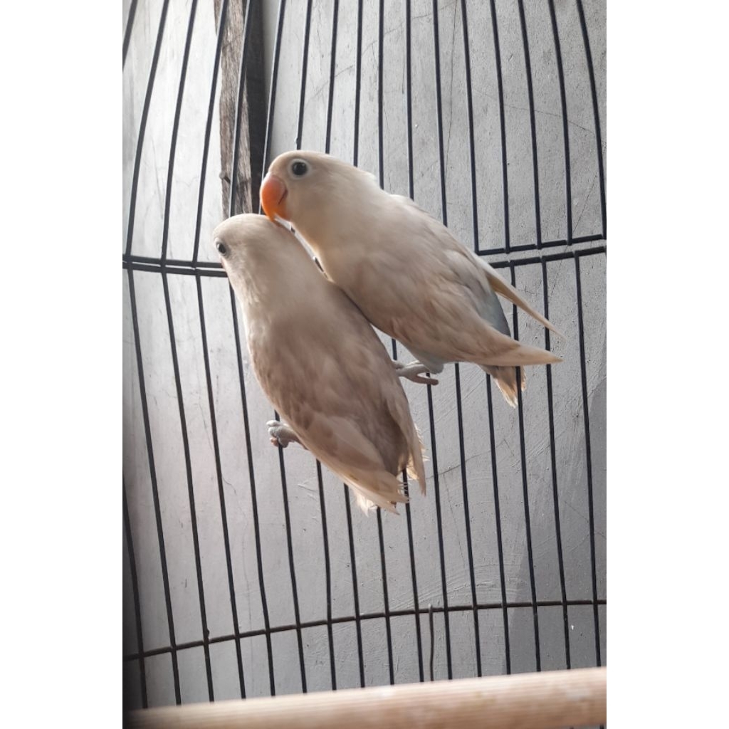 BURUNG LOVEBIRD MOUVE/BLUE ICE PAUD satuan