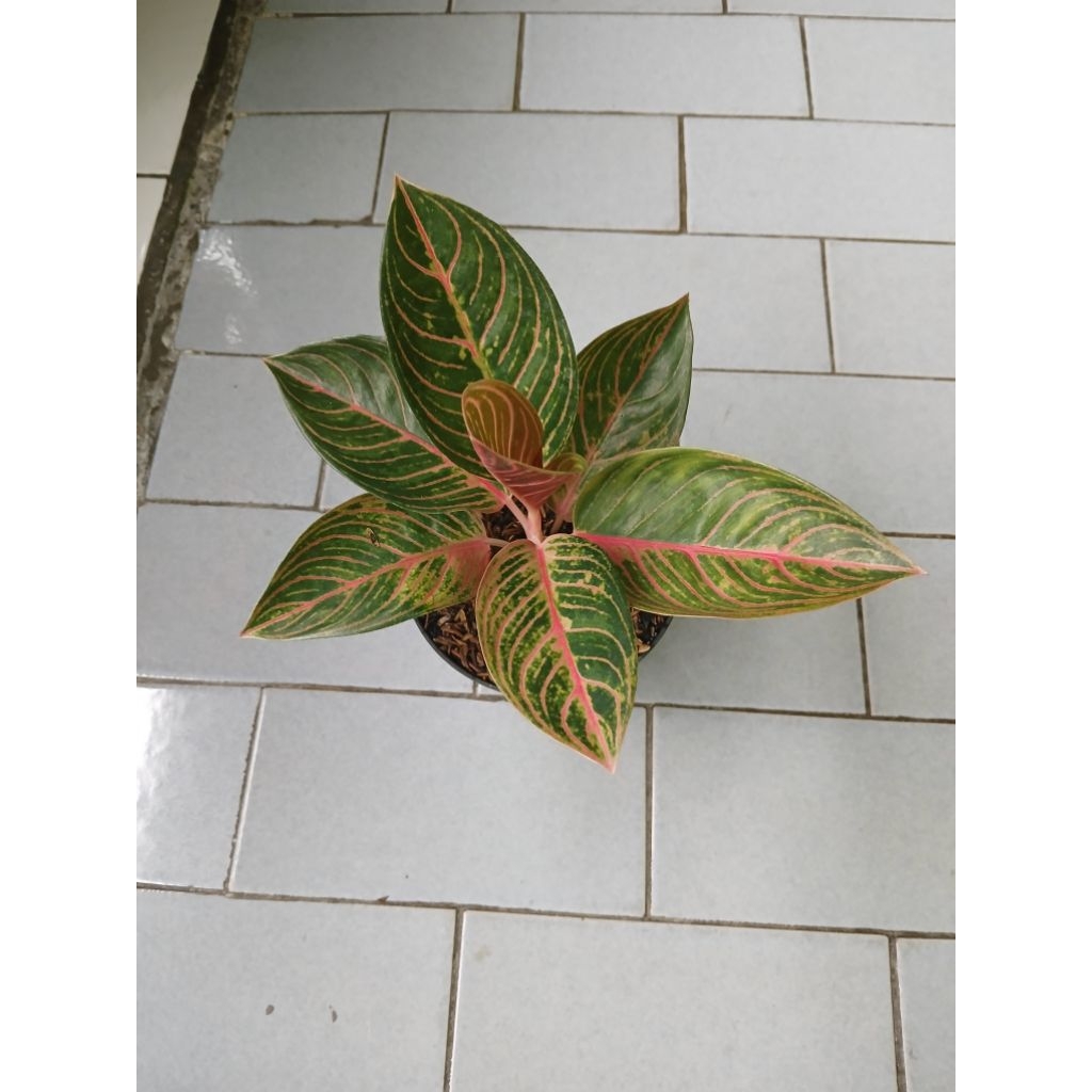 Aglaonema kresna golden remaja